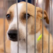 Cães e gatos participam de campanha de adoção responsável em Maricá