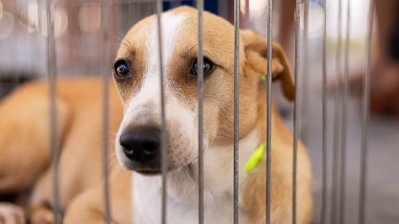 Cães e gatos participam de campanha de adoção responsável em Maricá Cães e gatos participam de campanha de adoção responsável em Maricá