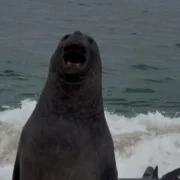 Peixe-boi descansa na praia de Itaipuaçu, em Maricá