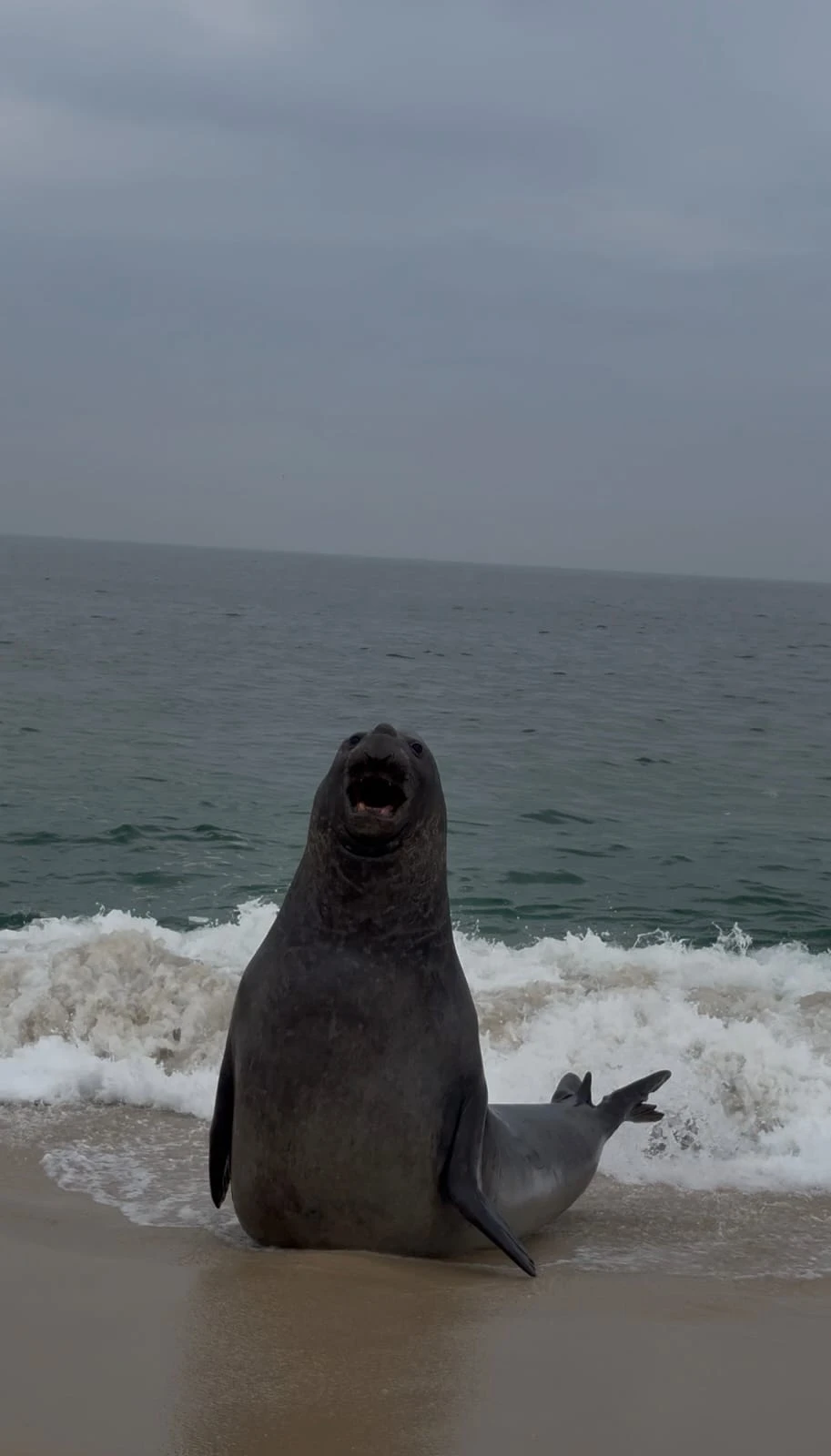 Peixe-boi descansa na praia de Itaipuaçu, em Maricá