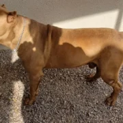 Cão da raça pitbull em imagem ilustrativa sobre abandono e proteção animal