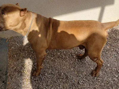 Cão da raça pitbull em imagem ilustrativa sobre abandono e proteção animal