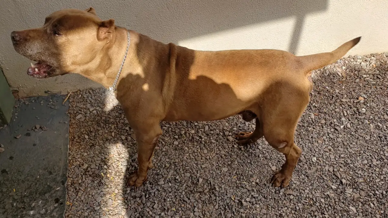 Cão da raça pitbull em imagem ilustrativa sobre abandono e proteção animal Cão da raça pitbull em imagem ilustrativa sobre abandono e proteção animal