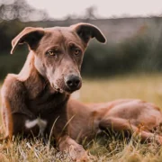 Cachorro sentado na grama em imagem sobre proteção animal