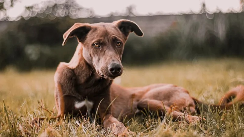 Cachorro sentado na grama em imagem sobre proteção animal