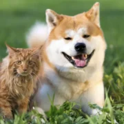 Cão de pelagem caramelo e branca ao lado de um gato alaranjado de pelo longo, ambos sobre a grama em ambiente externo.