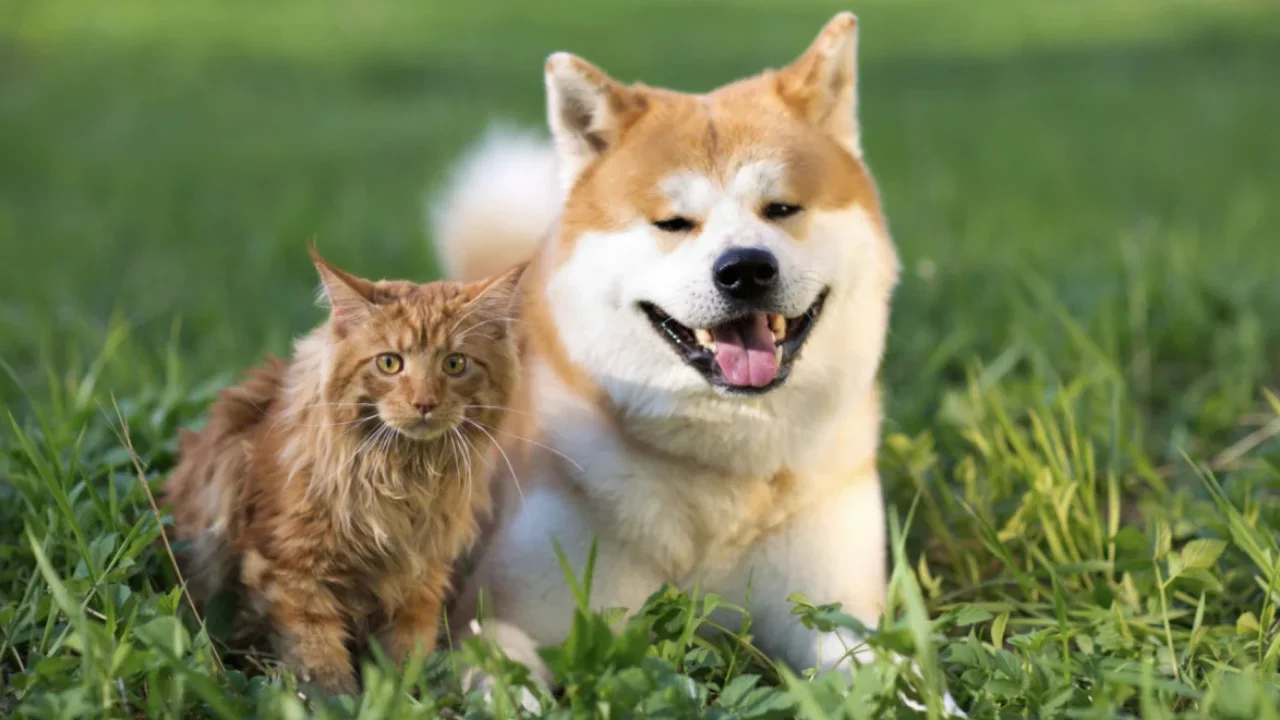 Cão de pelagem caramelo e branca ao lado de um gato alaranjado de pelo longo, ambos sobre a grama em ambiente externo.