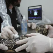 Filhote de gambá recebe cuidados em unidade de proteção da fauna de São Gonçalo