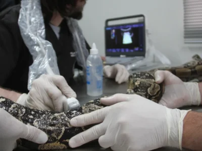 Filhote de gambá recebe cuidados em unidade de proteção da fauna de São Gonçalo
