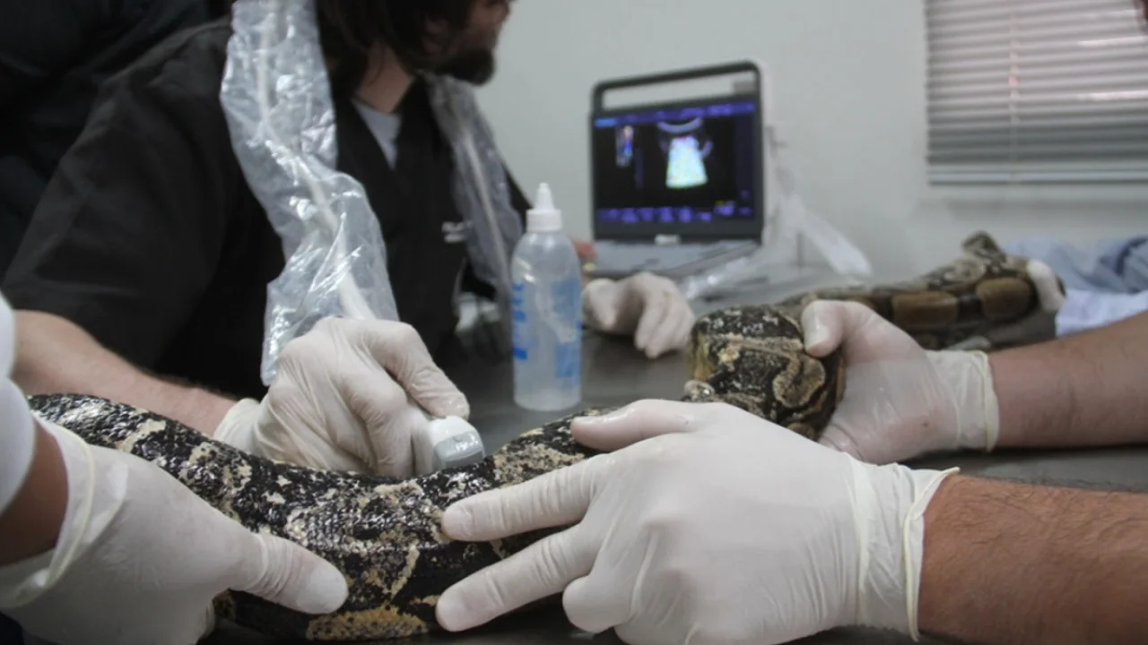 Filhote de gambá recebe cuidados em unidade de proteção da fauna de São Gonçalo