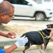 Cão recebe vacina antirrábica durante campanha de imunização