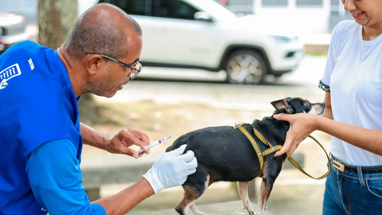 Cão recebe vacina antirrábica durante campanha de imunização