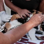 Cão recebe vacina antirrábica durante campanha de imunização animal.
