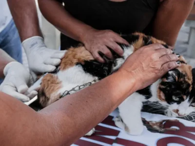 Cão recebe vacina antirrábica durante campanha de imunização animal.